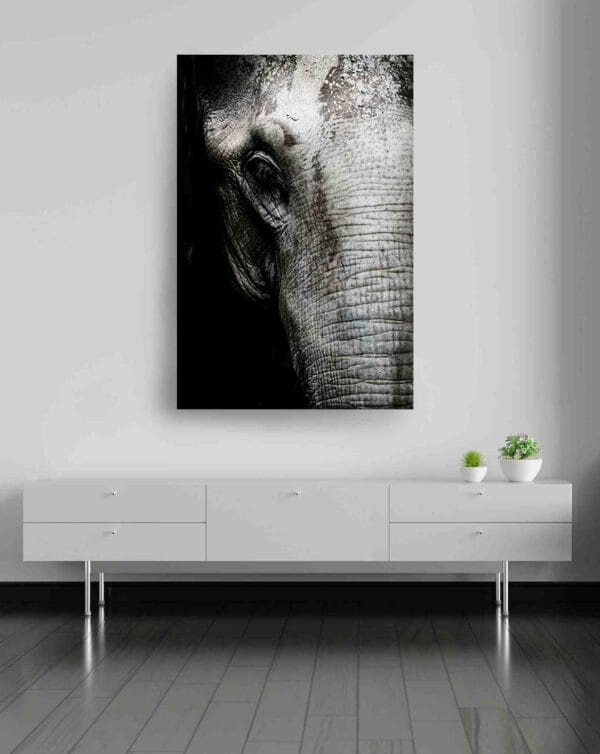 Rostro elefante blanco y negro