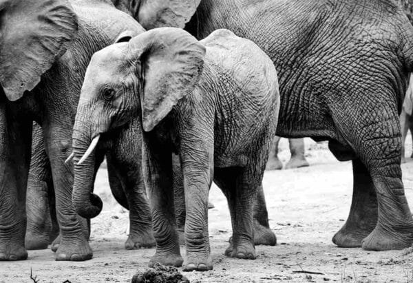 Bebé elefante blanco y negro - Image 2