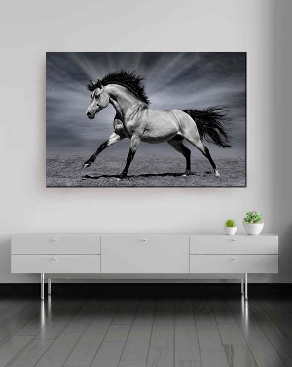 Caballo blanco y negro