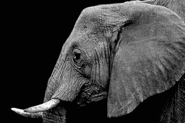 Elefante perfil blanco y negro - Image 2