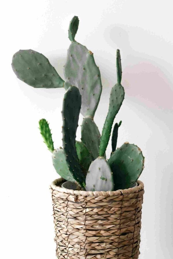 Maceta nopal - Image 2
