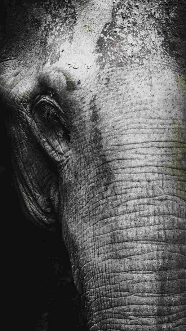 Rostro elefante blanco y negro - Image 2