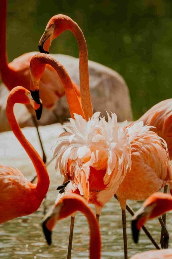 Varios flamingos - Image 2