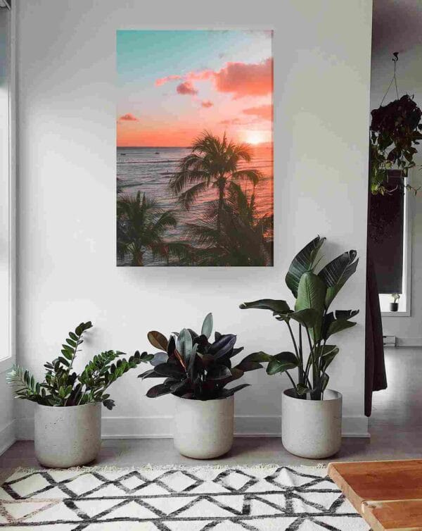 Palmeras atardecer