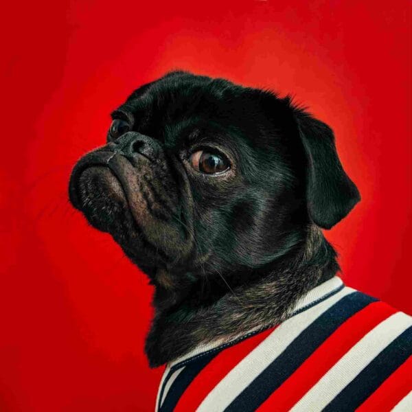 Pug negro fondo rojo - Image 2