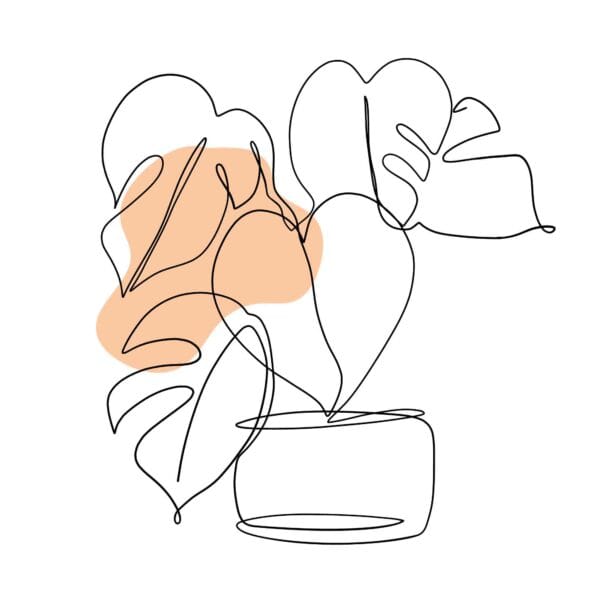 Planta blanca - Image 2
