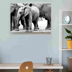 Bebé elefante blanco y negro