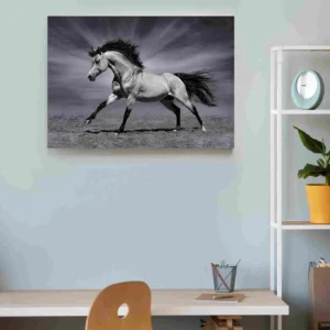 Caballo blanco y negro