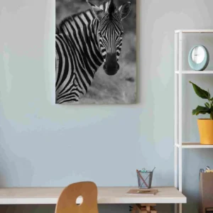 Cebra rostro blanco negro