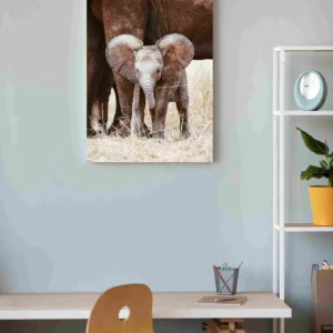 Elefante bebé orejón