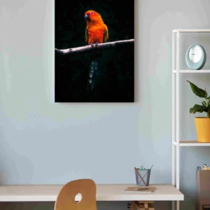 Periquito naranja negro