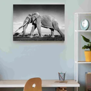 Elefante caminando blanco y negro