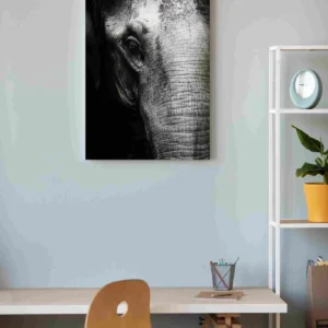 Rostro elefante blanco y negro